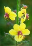 Verbascum blattaria L.