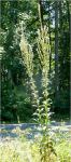 Verbascum lychnitis L. ssp. lychnitis