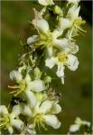 Verbascum lychnitis L. ssp. lychnitis