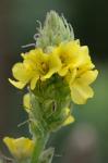 Verbascum phlomoides L.