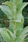 Verbascum phlomoides L.