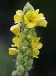 Verbascum phlomoides L.