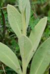 Verbascum thapsus L. ssp. thapsus