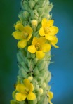 Verbascum thapsus L. ssp. thapsus