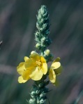 Verbascum thapsus L. ssp. thapsus