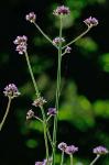 Verbena bonariensis L.