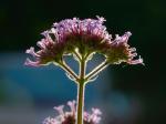 Verbena bonariensis L.