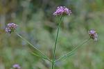 Verbena bonariensis L.