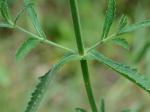 Verbena bonariensis L.
