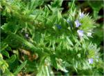 Verbena bracteata Lag.& Rodr.