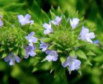 Verbena bracteata Lag.& Rodr.