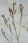 Verbena brasiliensis Vell.