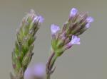 Verbena brasiliensis Vell.