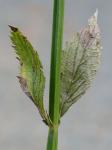 Verbena brasiliensis Vell.