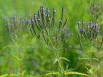 Verbena hastata L.