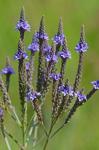 Verbena hastata L.