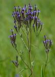 Verbena hastata L.