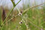 Verbena scabra Vahl