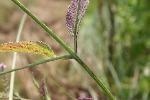 Verbena scabra Vahl