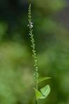 Verbena scabra Vahl
