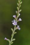 Verbena scabra Vahl