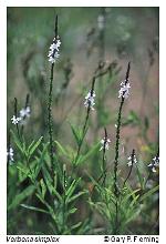 Verbena simplex Lehm.