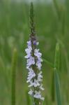 Verbena simplex Lehm.