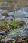 Verbena simplex Lehm.