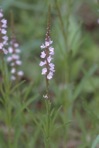 Verbena simplex Lehm.