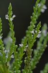 Verbena urticifolia L.
