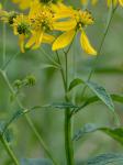 Verbesina alternifolia (L.) Britt. ex Kearney