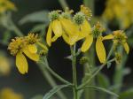 Verbesina alternifolia (L.) Britt. ex Kearney
