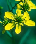 Verbesina alternifolia (L.) Britt. ex Kearney