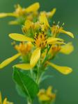 Verbesina occidentalis (L.) Walt.