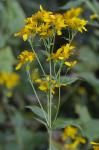 Verbesina occidentalis (L.) Walt.