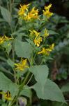 Verbesina occidentalis (L.) Walt.