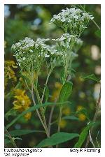 Verbesina virginica L. var. virginica