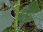 Verbesina virginica L. var. virginica