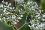 Verbesina virginica L. var. virginica