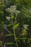 Verbesina virginica L. var. virginica
