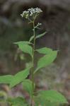 Verbesina virginica L. var. virginica