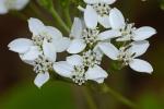 Verbesina virginica L. var. virginica
