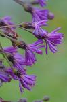 Vernonia gigantea (Walt.) Trel. ex Brann. & Cov.