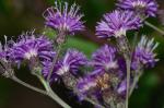 Vernonia glauca (L.) Willd.