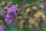 Vernonia glauca (L.) Willd.