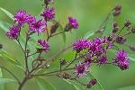 Vernonia noveboracensis (L.) Michx.