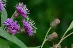 Vernonia noveboracensis (L.) Michx.