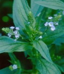 Veronica anagallis-aquatica L.