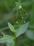 Veronica anagallis-aquatica L.