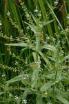 Veronica anagallis-aquatica L.